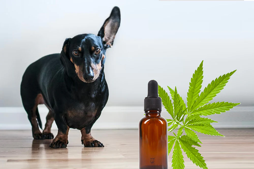 CBD Dog Biscuits: Baking Happiness and Health for Your Pet