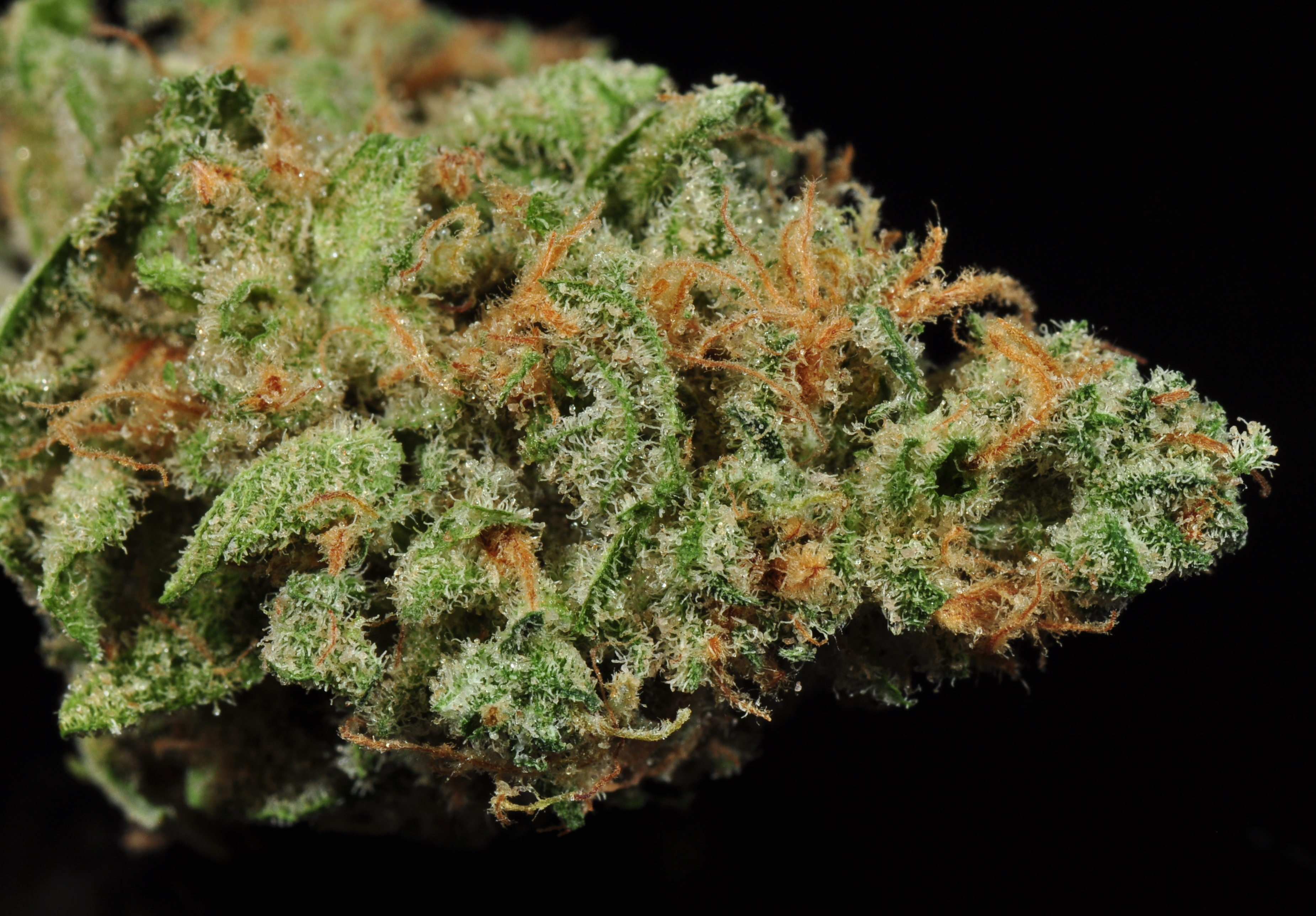 A Look at Death Bubba Strain’s Terpene Profile and How It Influences the Experience