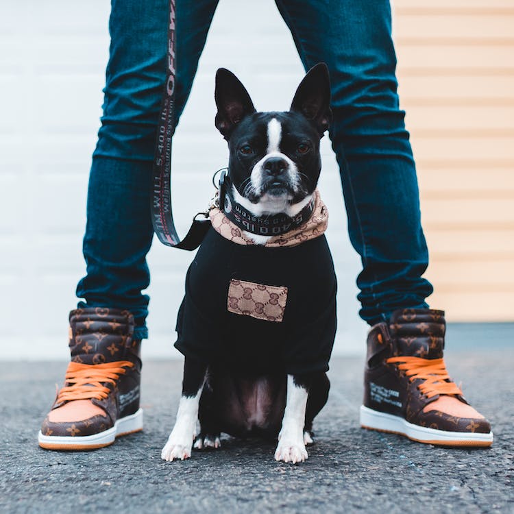 The Ultimate Bulldog Style Guide: Fashion Tips from Woof Mastery